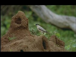 Termite Mound, Brahminy Myna Brahminy Starling (Sturnus pagodarum) foraging for emerging termites, Nagarahole, India Stock Footage