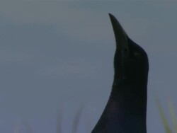 CU Black bird looking up and around / Everglades, Florida, USA Stock Footage