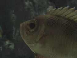 Perch 3 Stock Footage