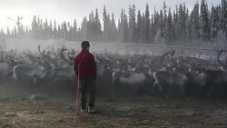 CLEAN : A reindeer's perilous journey in Swedish Lapland News Clip