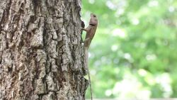 Dragon Stock Footage