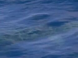Great hammerhead shark, Sphyrna mokarran, under the surface, Bahamas  Stock Footage