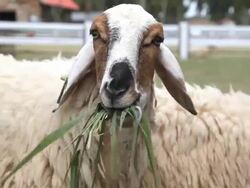 Sheep is eating grass Stock Footage