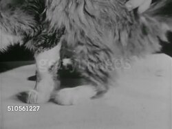 1965: BRAIN EXPERIMENTS: CU Two holes in head of cat, ZO Male fingers placing electrode into hole, LA Walking cat does not stop at wall, continues trying to walk. MS Cat head against wall trying to walk. Scientific research, animal testing Instructional Video