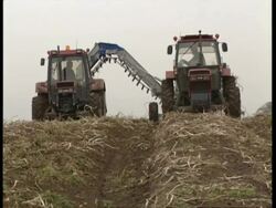 MS 2 Tractors harvesting potatoes, to camera Stock Footage
