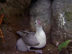 A Northern Fulmar vocalizes near a rock covered with bird droppings in Iceland. Stock Footage