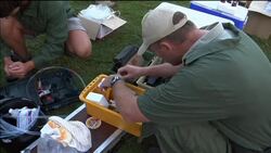 Apalling injuries caused to rhinos by ivory poaching News Clip