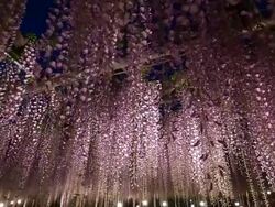 Beautiful wisteria light up Stock Footage