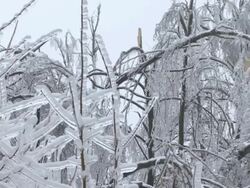 Damaged Trees Covered In Ice Stock Footage