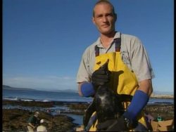 SOUTH AFRICA: PENGUINS HIT BY OIL SPILL Instructional Video