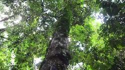 Forest Stock Footage