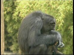 Chimpanzees, Pan troglodyte, female walks away from mature mother holding baby, mother grooming baby, CU, Israel Stock Footage