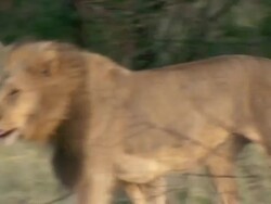MS TS Shot of Lion walking through bush / Okavango Delta, North-West District, Botswana Stock Footage