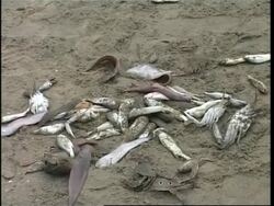 People coping with life 100 days after tsunamini News Clip