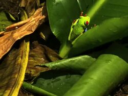 Medium Shot High Angle Slow Motion - Red eyed tree frog perched in leaf, turntable shot / Costa Rica Stock Footage