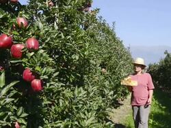 MS Shot of woman walking in apple orchard and picking red apple from tree / Merano, Trentino, South Tyrol, Italy Stock Footage