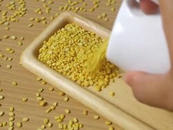 Soybean Stock Footage
