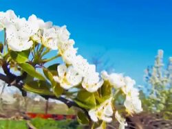 Around Blooming Cherry Stock Footage