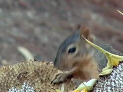Squirrel Close Up HD 720p30 Stock Footage