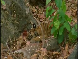 MS Royal Bengal tiger (Panthera tigris tigris) tilt down to Tiger feeding on Chital deer carcass, Bandhavgarh National Park, India Stock Footage