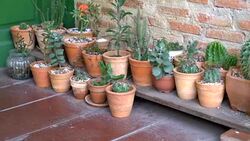 flower pot Stock Footage