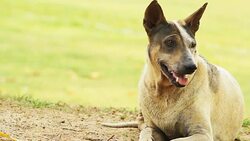 Homeless Dog Stock Footage