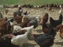 Chickens eating, closeup, couple walks by in the background Stock Footage
