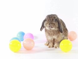 Rabbit Stock Footage