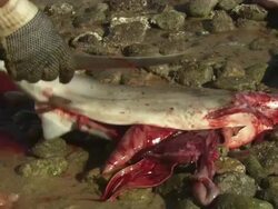 Fisherman holding dead hammerhead, Mexico  Stock Footage
