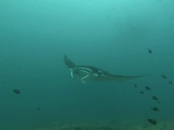 Manta at clean station, circles back to camera, Mozambique  Stock Footage
