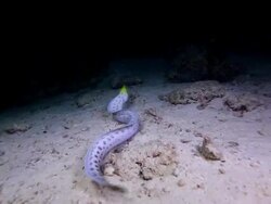 White Moray Eel Stock Footage