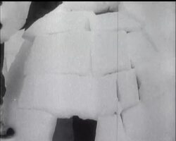 OPERATION ""MUSKOX"" News Clip