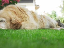 HD: Kitten Sleeping Beside A Dog Stock Footage