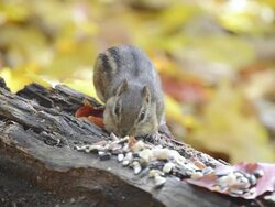 CU Eastern chipmunk (Tamius striatus) gathering sunflower seeds and peanut pieces on weather-beaten log amidst autumn leaves / Valparaiso, Indiana, United States Stock Footage