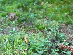 Fly agaric Stock Footage