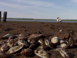 Oyster Stock Footage
