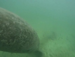 Manatee Stock Footage