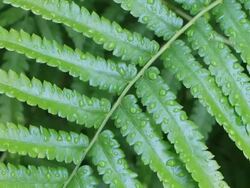 beautiful green fern leaf Stock Footage