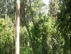 Juvenile Orangutan (Pongo sp.) resting in tree, chewing, Borneo Stock Footage