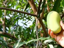 picking mango Stock Footage
