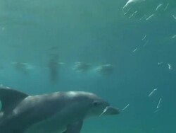 Dolphins Playing And Swimming In Front Of Camera News Clip