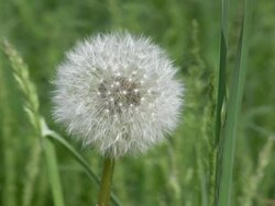 HD: dandelion Stock Footage