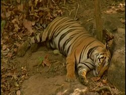 Royal Bengal tiger (Panthera tigris tigris) sleeping, Bandhavgarh National Park, India Stock Footage