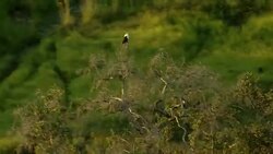 A bald eagle perches on the uppermost branches of a tree. Stock Footage