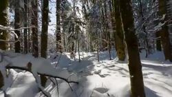 POV walking through forest covered in snow in winter with sun shining through trees Stock Footage