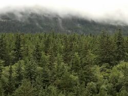 Mist drifting over a forest (Full HD) Stock Footage