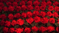 CLEAN : Red blooms and warm glows at Pyongyang flower show News Clip