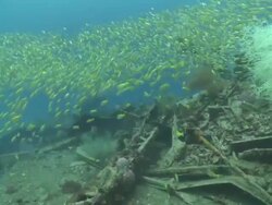 Usukan Bay World War II Japanese wrecks with schooling fish, Mayne Rock, Sabah, Malaysia Stock Footage