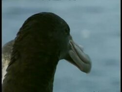 CU Albatross head looking around, Antarctica Stock Footage