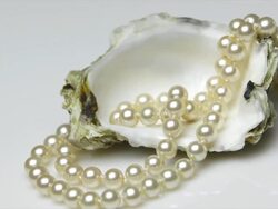 HD Pearl Necklace in an Oyster Shell Tracking Shot 4:2:2 Stock Footage